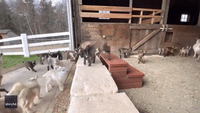 Goats Having Fun At Maine Farm