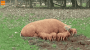pig GIF