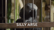 Parrot GIF by All Creatures Great And Small