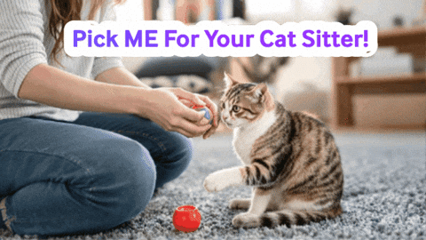 Cat Toy Cats GIF by Jump Consulting