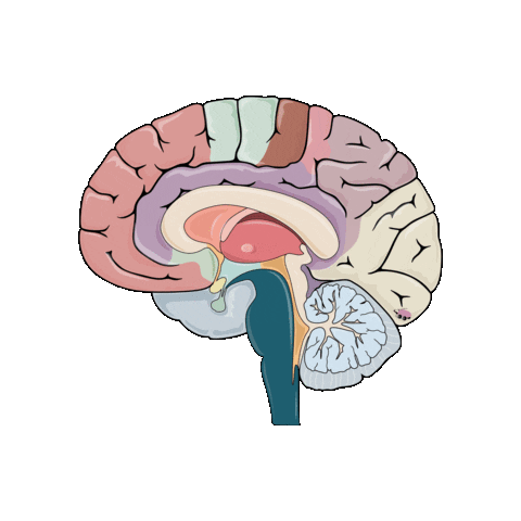 revmed giphygifmaker study medicine neuro Sticker