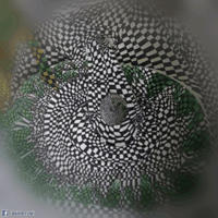 loop drawing GIF by Psyklon