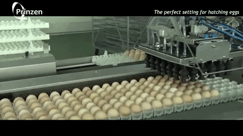 AgroSklep giphygifmaker egg packer GIF