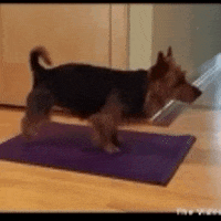 dog app GIF by The Videobook