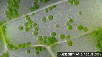 plant GIF
