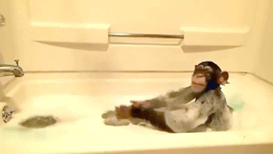 Monkeys Baths GIF