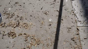 skateboard change of plans GIF by SoulPancake