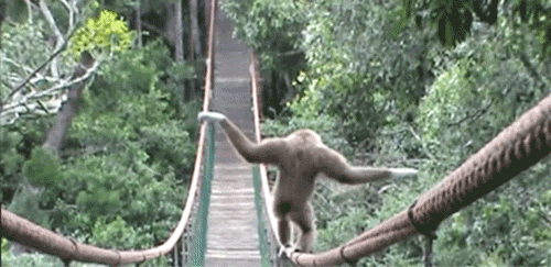 monkey bridge GIF