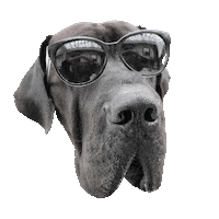 great dane sunglasses Sticker by DopeDog