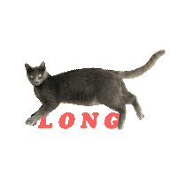 rpm_mcdonald cat animation happybirthday milton Sticker