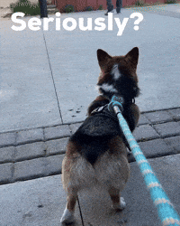 Serious Dog GIF