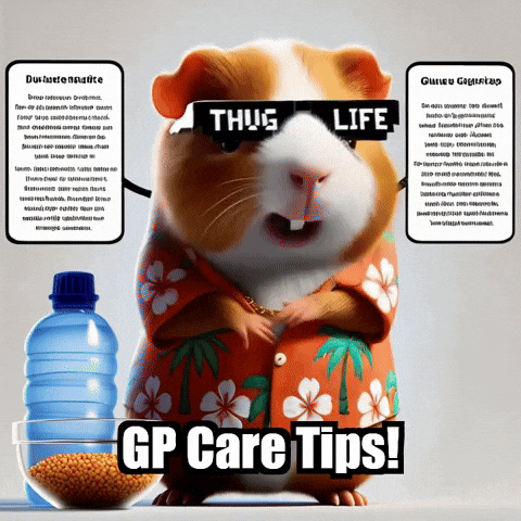 Guinea Pig Social Media Trends GIF by Guinea Gambino