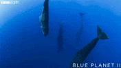 blue planet ocean GIF by BBC Earth