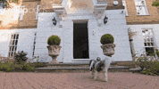 Channel 4 Dogs GIF by Stellify Media