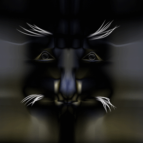 koala GIF by A.M.T.G. G.G.