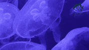 Jelly Fish Ocean GIF by NC Department of Natural and Cultural Resources