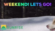 SunriseInvesting funny fun party dogs GIF