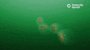 Water Swimming GIF by Monterey Bay Aquarium