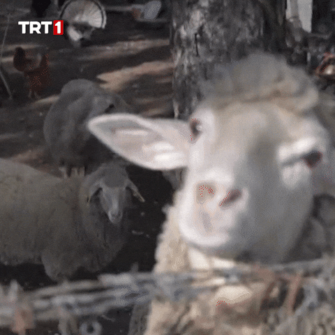 Aman Sanane GIF by TRT