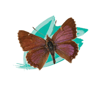 Endangered Species Australia Sticker by NSW Department of Planning, Industry and Environment