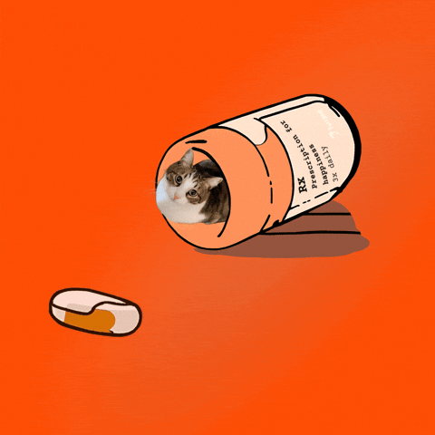 Cat Meme GIF by Furrend