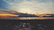 GIF by The Savannah .GIF Festival