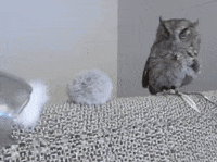 owl GIF