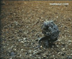 Video gif. An octopus walks on its tentacles across the ocean floor like a human.