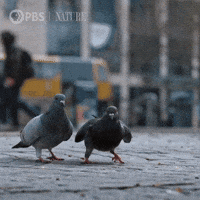 Explore New York City GIF by Nature on PBS