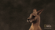 worldâs deadliest GIF by Nat Geo Wild 