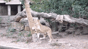 Leeuw GIF by ARTIS