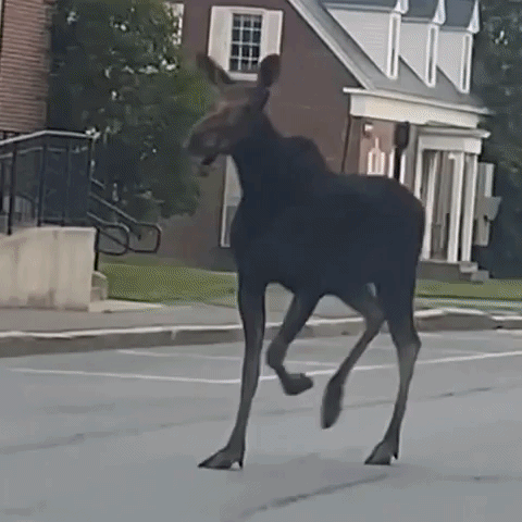 Moose Spotted Running Through Streets 