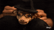 Jeff Goldblum Dogs GIF by National Geographic Channel