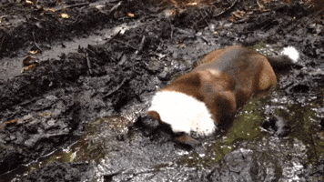 Mud Puppy