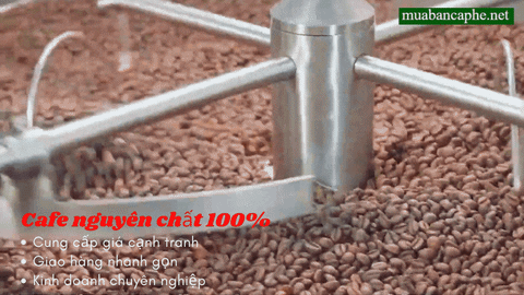 cph19ab giphyupload coffee coffee bean vietnamese coffee GIF
