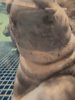 Good Morning Hello GIF by John Ball Zoo