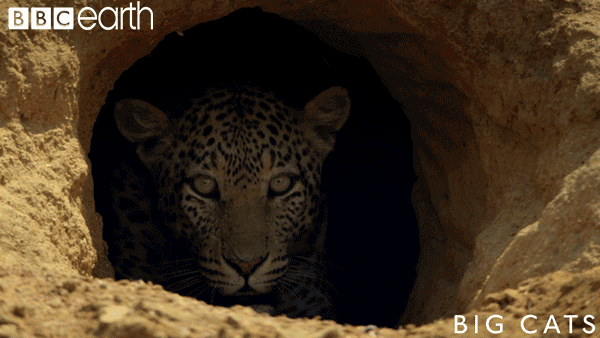 big cats cat GIF by BBC Earth