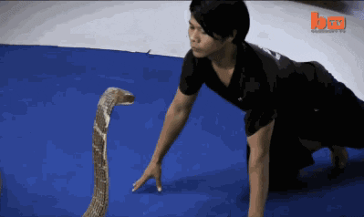 Snakes Wtf GIF