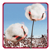 Bayer Biotec GIF by Bollgard