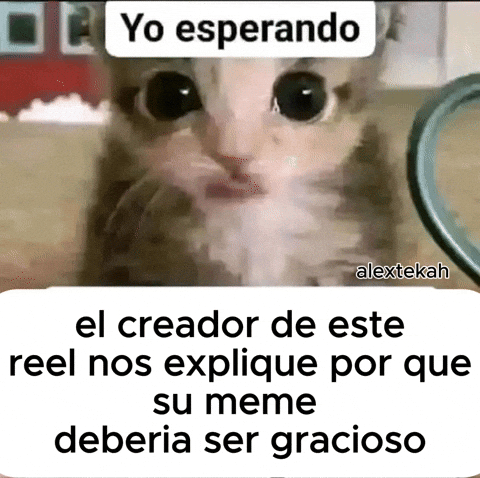 Cat Yo Esperando GIF