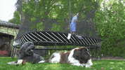 trampoline jumping around GIF by Hallmark Channel