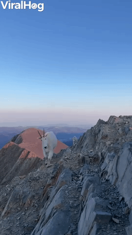 Hiker and Mountain Goats Meet on Bridger Range Sum