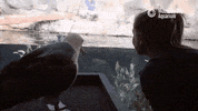 laysan albatross bird GIF by Monterey Bay Aquarium