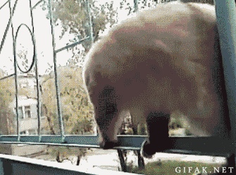 Cat Wtf GIF