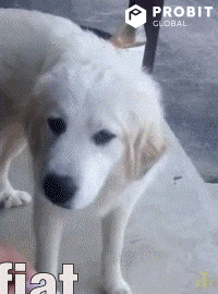 Dog Reaction GIF by ProBit Global