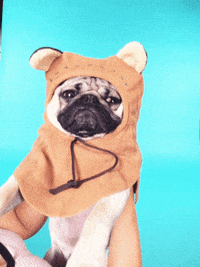 pug GIF by mtv