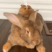 Adorable Animals Celebrate Easter in Cute Headwear
