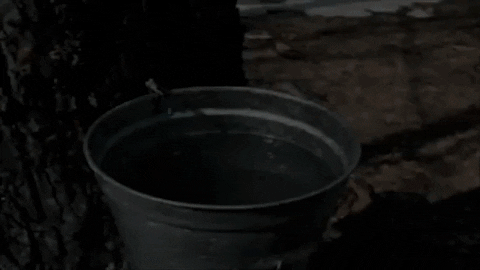 Maple Syrup Chill GIF