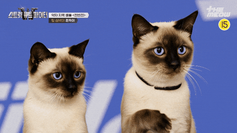 스큐파 GIF