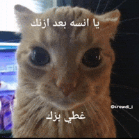 كراودي GIF